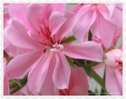 22nd Jun 2012 - 2nd pink geranium