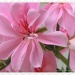 2nd pink geranium by rosiekind