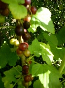 22nd Jun 2012 - Blackcurrants ripening 