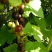 Blackcurrants ripening  by jennymdennis