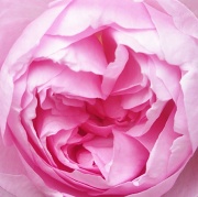 13th Jun 2012 - ...is a Rose.