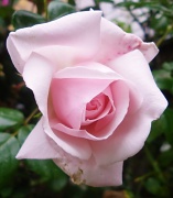 11th Jun 2012 - A Rose....