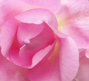 12th Jun 2012 - ...is a Rose..