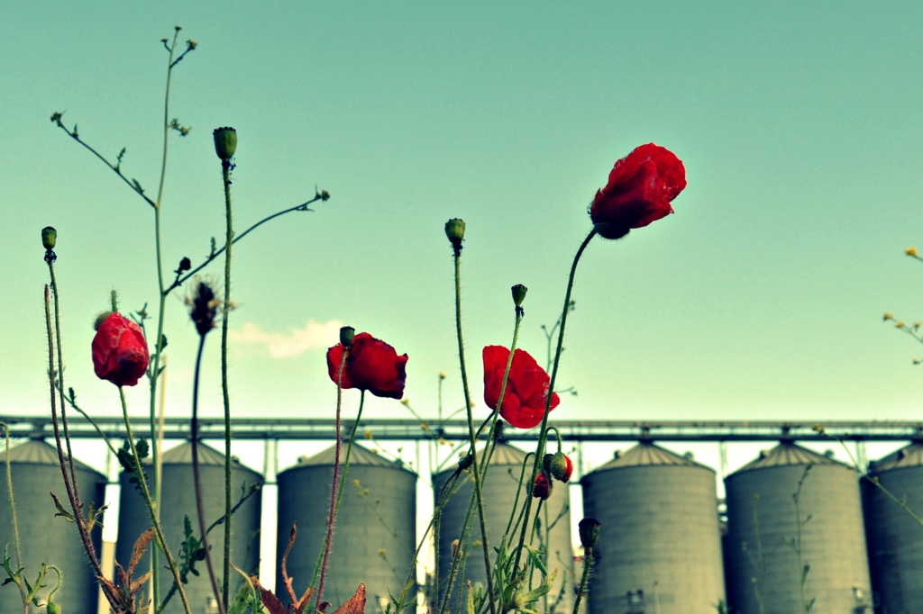 Poppies by the Mill by andycoleborn