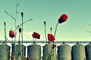 22nd Jun 2012 - Poppies by the Mill