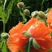 Poppy by sunnygreenwood