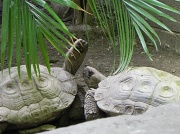22nd Jun 2012 - Turtle! Turtle! 