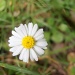 Daisy by julie