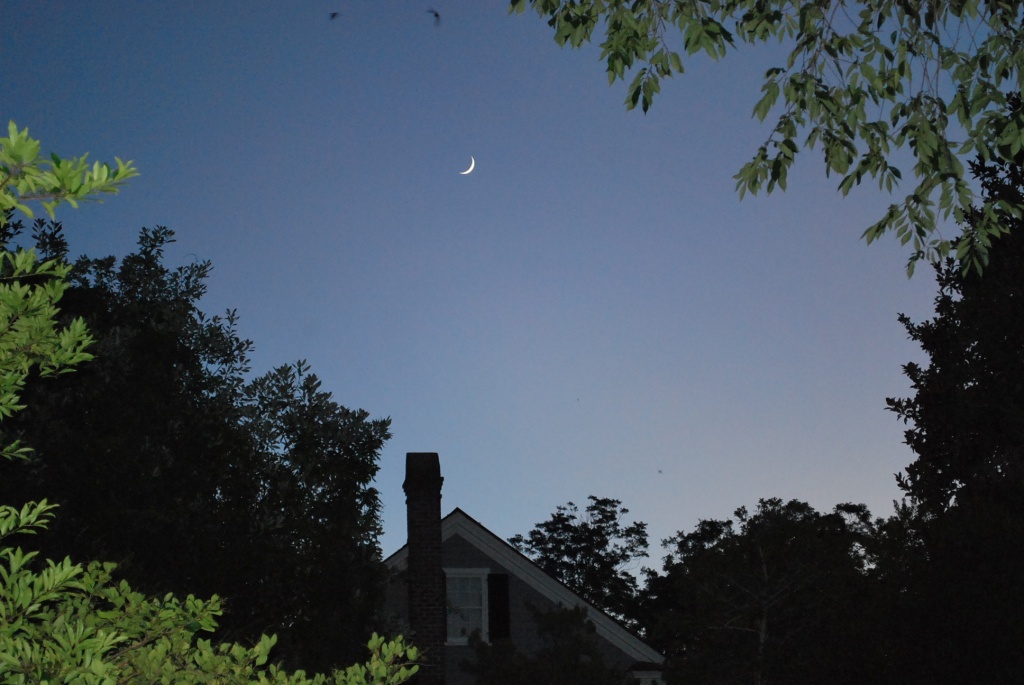 Moon and early evening sky by congaree