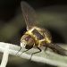 Portrait of a Beefly by robv