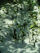 22nd Jun 2012 - Green swamp too!