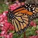 Monarch Butterfly by madamelucy