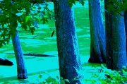 22nd Jun 2012 - Green swamp