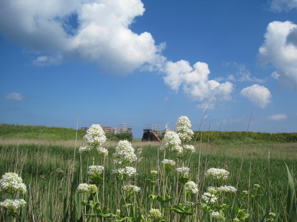 white valerian and clouds by quietpurplehaze