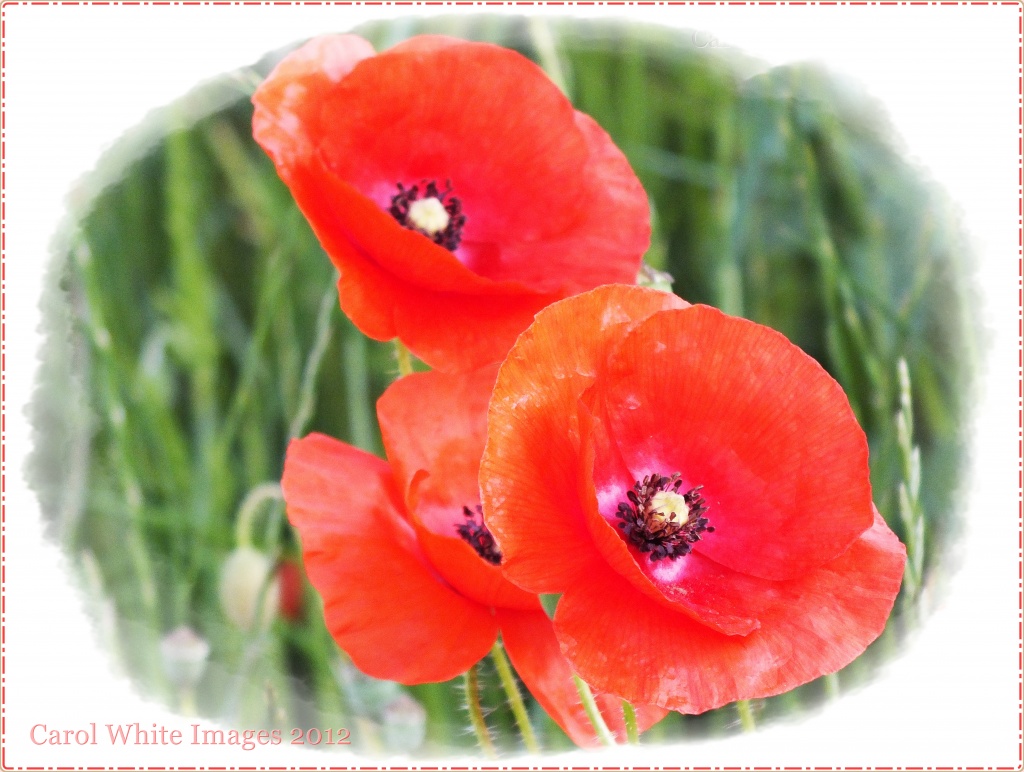 Poppies by carolmw