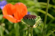 23rd Jun 2012 - Last of the poppies for this year