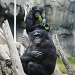 Bonobos by melinareyes