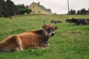 22nd Jun 2012 - Contented Cows of Nova Scotia