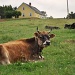 Contented Cows of Nova Scotia by Weezilou