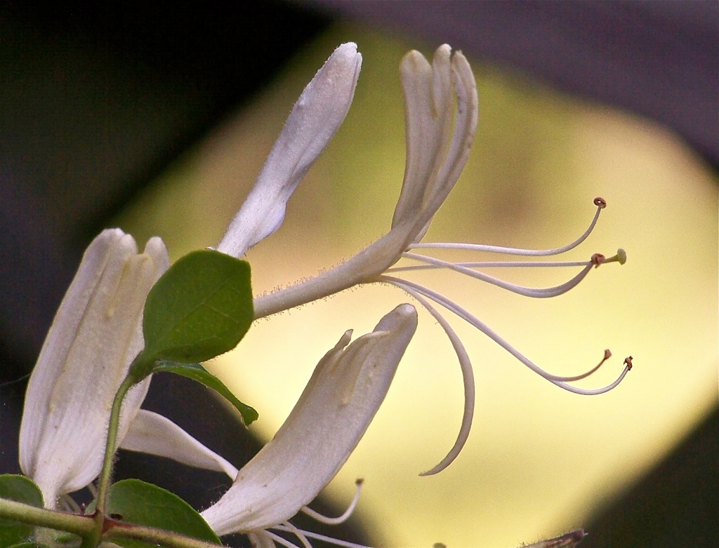 The wild honeysuckle is blooming again... by marlboromaam