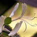The wild honeysuckle is blooming again... by marlboromaam
