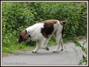 23rd Jun 2012 - Dog on cycle track