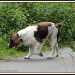 Dog on cycle track by rosiekind