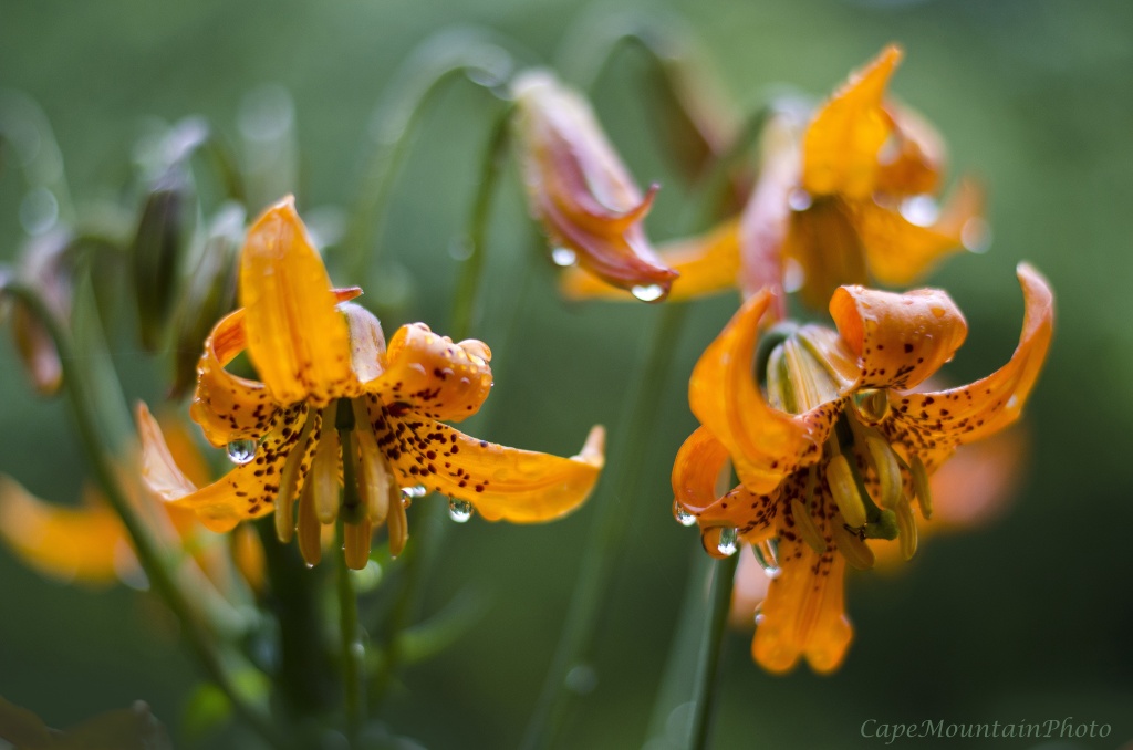 Tiger Lilies in the Brief Interlude Between Downpours by jgpittenger