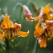 Tiger Lilies in the Brief Interlude Between Downpours by jgpittenger