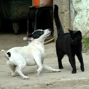 23rd Jun 2012 - Be carefull Gaz, the cat is the boss...