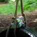 Rope Swing Blur by bulldog