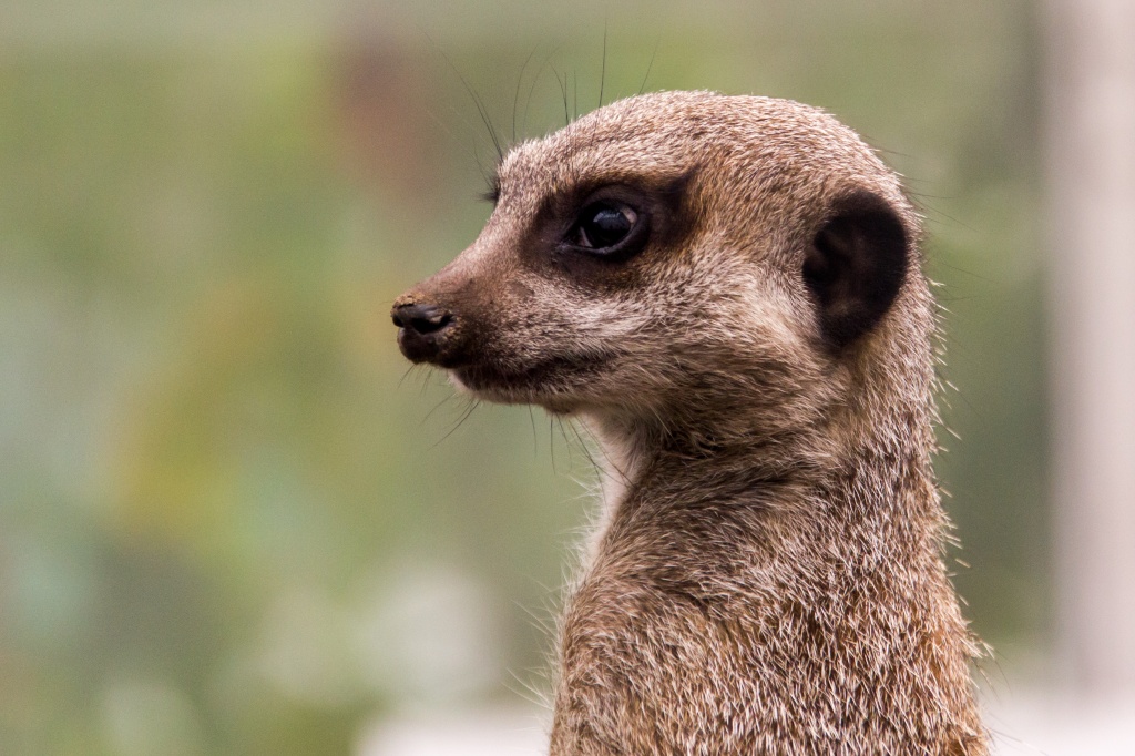 Meerkat by natsnell