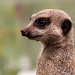 Meerkat by natsnell