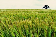 23rd Jun 2012 - In the Wheat