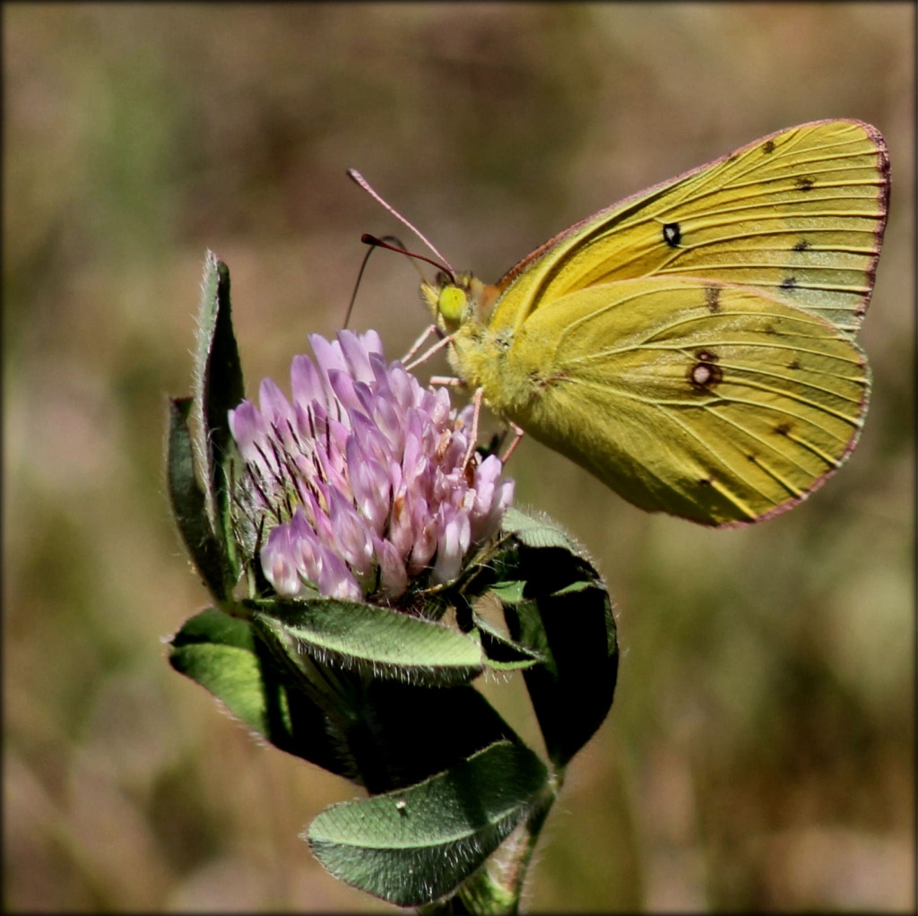 Clouded Sulphur  by cjwhite