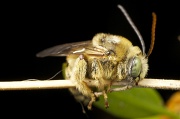 23rd Jun 2012 - Sleepy Bee