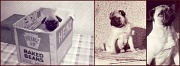 24th Jun 2012 - Why I love pugs..........