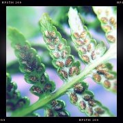 24th Jun 2012 - Fern spores