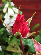 24th Jun 2012 - Raindrops on roses ....