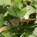 Dragonfly by bruni