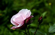 24th Jun 2012 - Rose Kissed By Sunlight