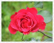 24th Jun 2012 - Rose again - shame it's not Valentine's Day
