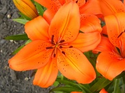 20th Jun 2012 - Orange Lily