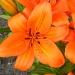 Orange Lily by oldjosh