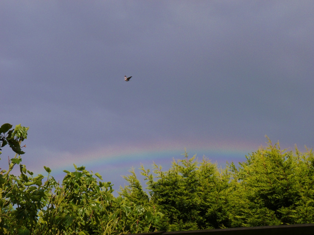 "Birds fly over the rainbow................" by lellie