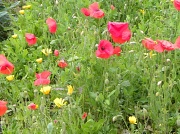 21st Jun 2012 - Poppies & Marigolds