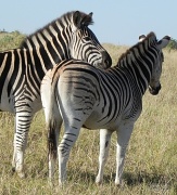 17th Jun 2012 - Zebra