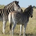 Zebra by salza