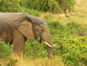 18th Jun 2012 - Lion and an Elephant