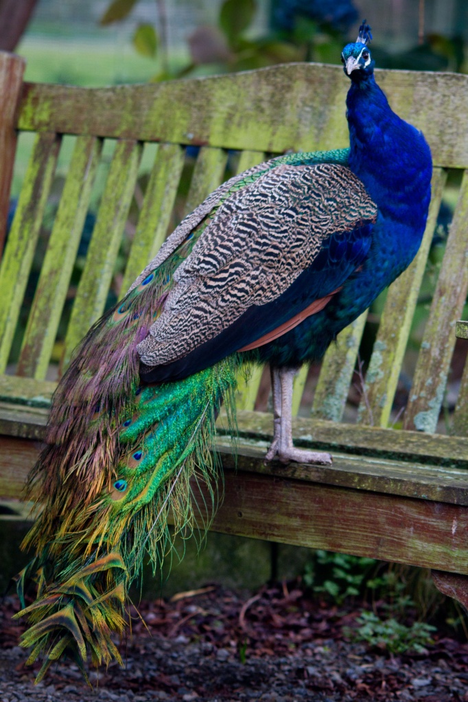 Passadena Peacock by helenw2